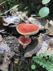Russula mexicana
