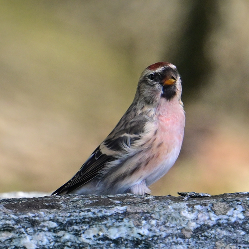 Redpoll