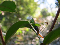 Anisoptera