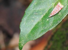 Dichomeris sandycitis