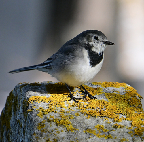 White Wagtail