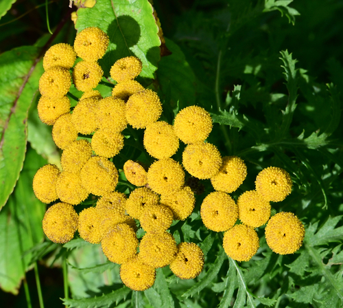 tansy