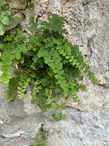 black maidenhair fern