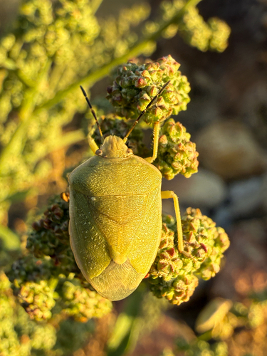 Chlorochroa