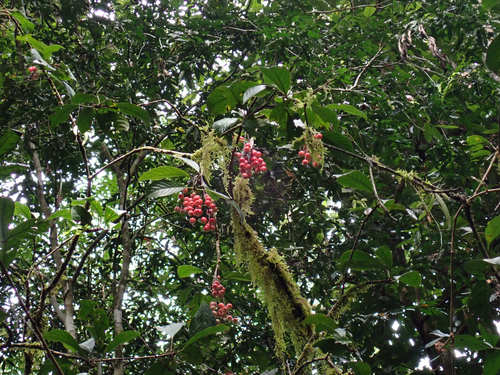 Baccaurea tetrandra observed 2025-11-17