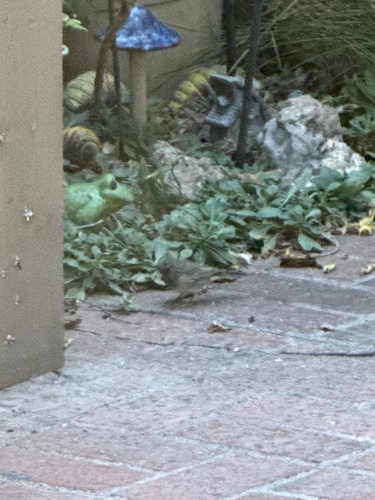 Dark-eyed Junco