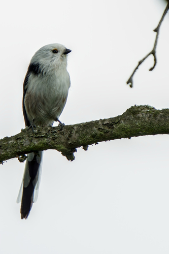 Long-tailed Tit
