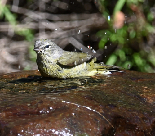 Orange-crowned Warbler