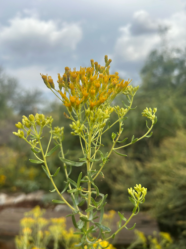 Southern Goldenbush