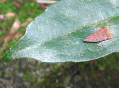 Dichomeris sandycitis