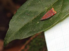 Dichomeris sandycitis