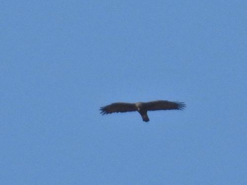 Iberian golden eagle
