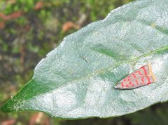 Dichomeris sandycitis