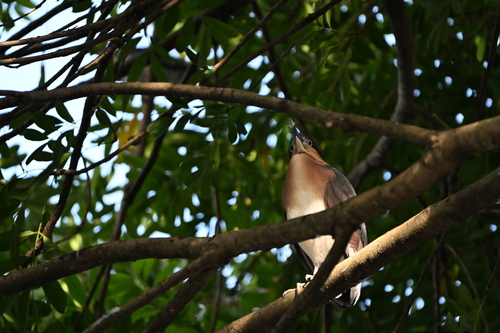 Nycticorax caledonicus manillensis