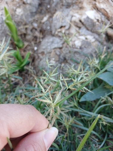 Purple nutsedge