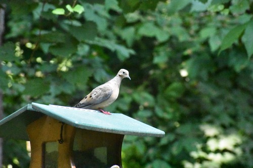 Mourning Dove