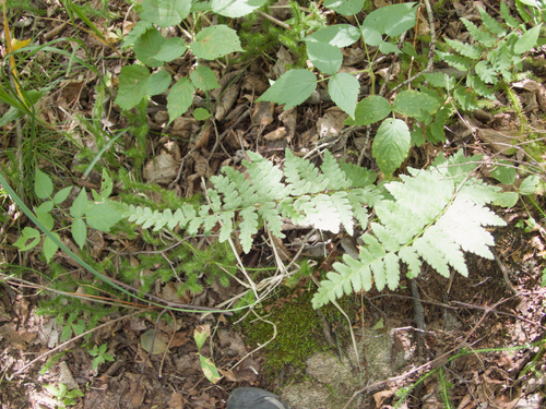 Dryopteris cristata, photograph 6