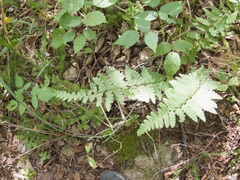 Dryopteris cristata, photograph (c) Mary Krieger, some rights reserved (CC BY)