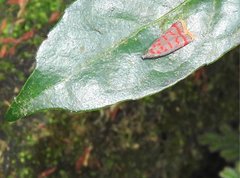 Dichomeris sandycitis