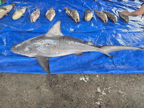 Pigeye Shark