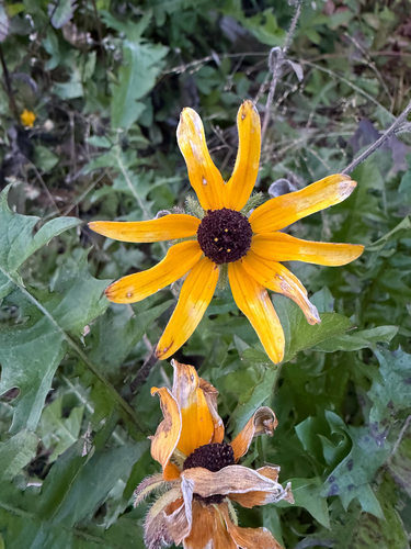 black-eyed Susan