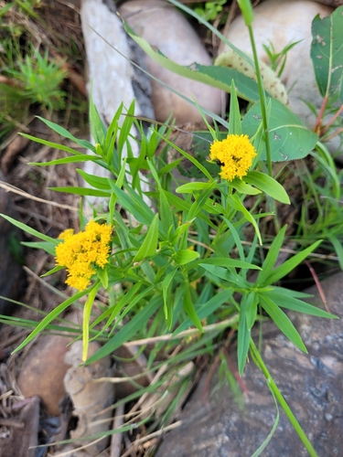 flat-topped goldenrod