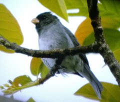 Catamenia analis