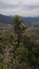 Yucca carnerosana