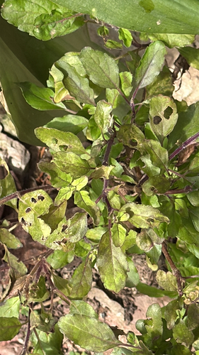 Holy Basil