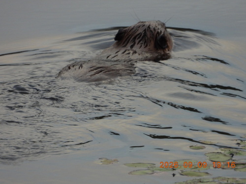 American Beaver