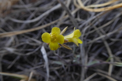 Physaria arenosa