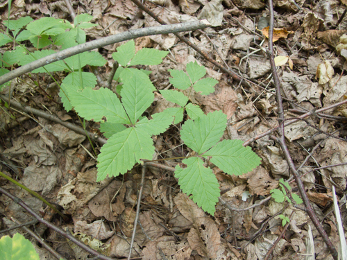 Rubus pubescens, photograph 3