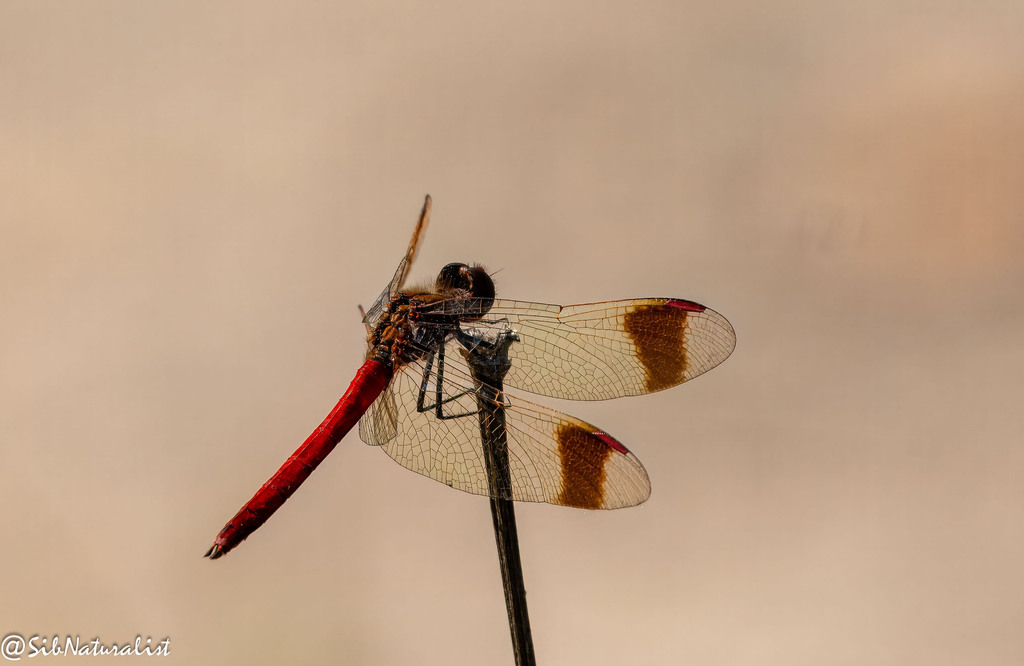 Banded Darter