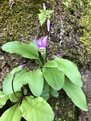 Primula fassettii