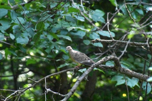 Mourning Dove