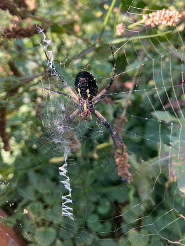 Yellow Garden Spider
