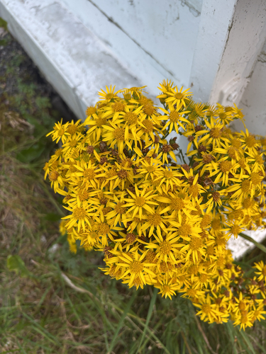 ragwort