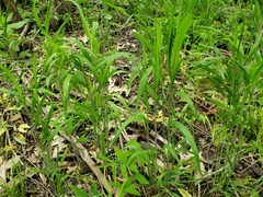 Elymus villosus