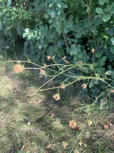 wild carrot