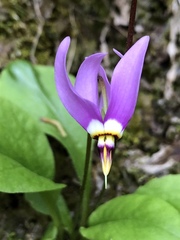 Primula fassettii
