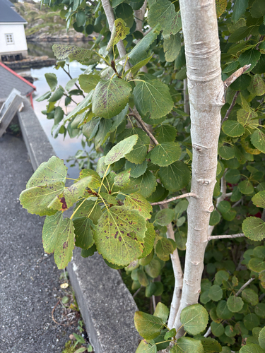 European aspen