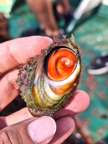 Rough Star Shell