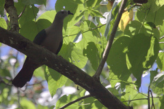 Ducula pacifica