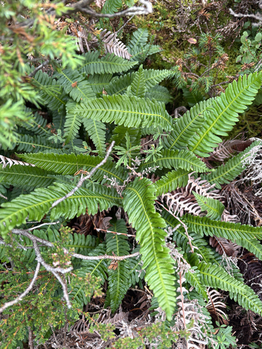 deer fern