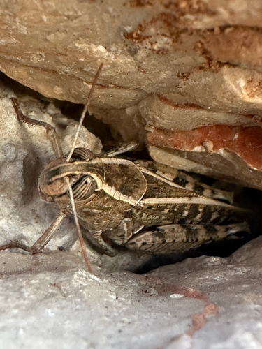 Italian locust