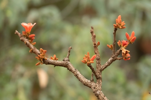red-flowering kurrajong