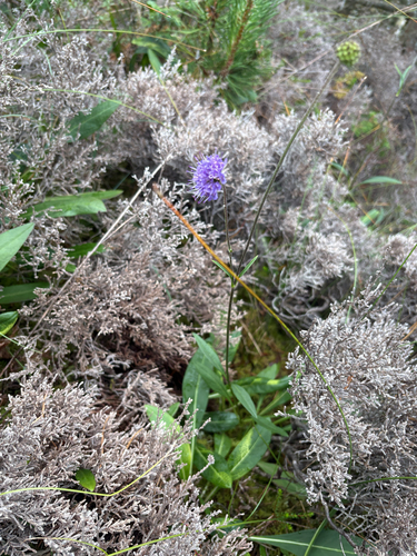Devil's-bit Scabious