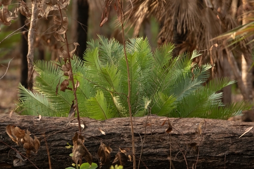Zamia Palm