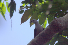 Ducula pacifica