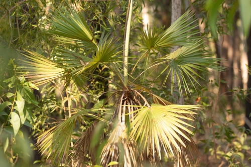 Sand Palm